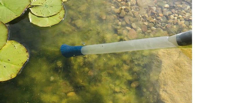 Jak zlikwidować glony w oczku wodnym? Poradnik