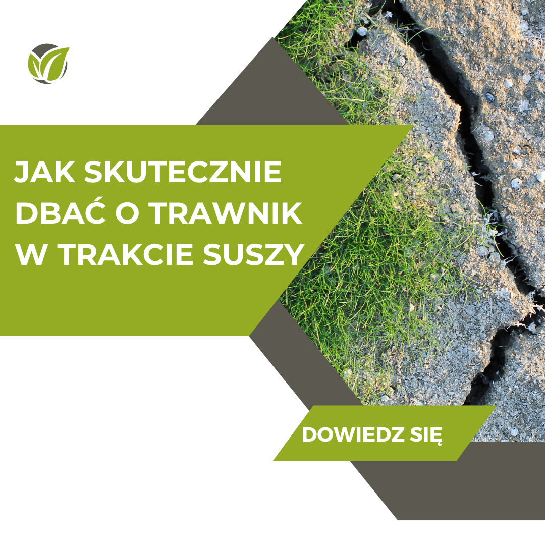 Jak skutecznie dbać o trawnik w czasie suszy – praktyczne porady i wskazówki