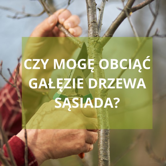 czy moge obciac galezie drzewa sasiada