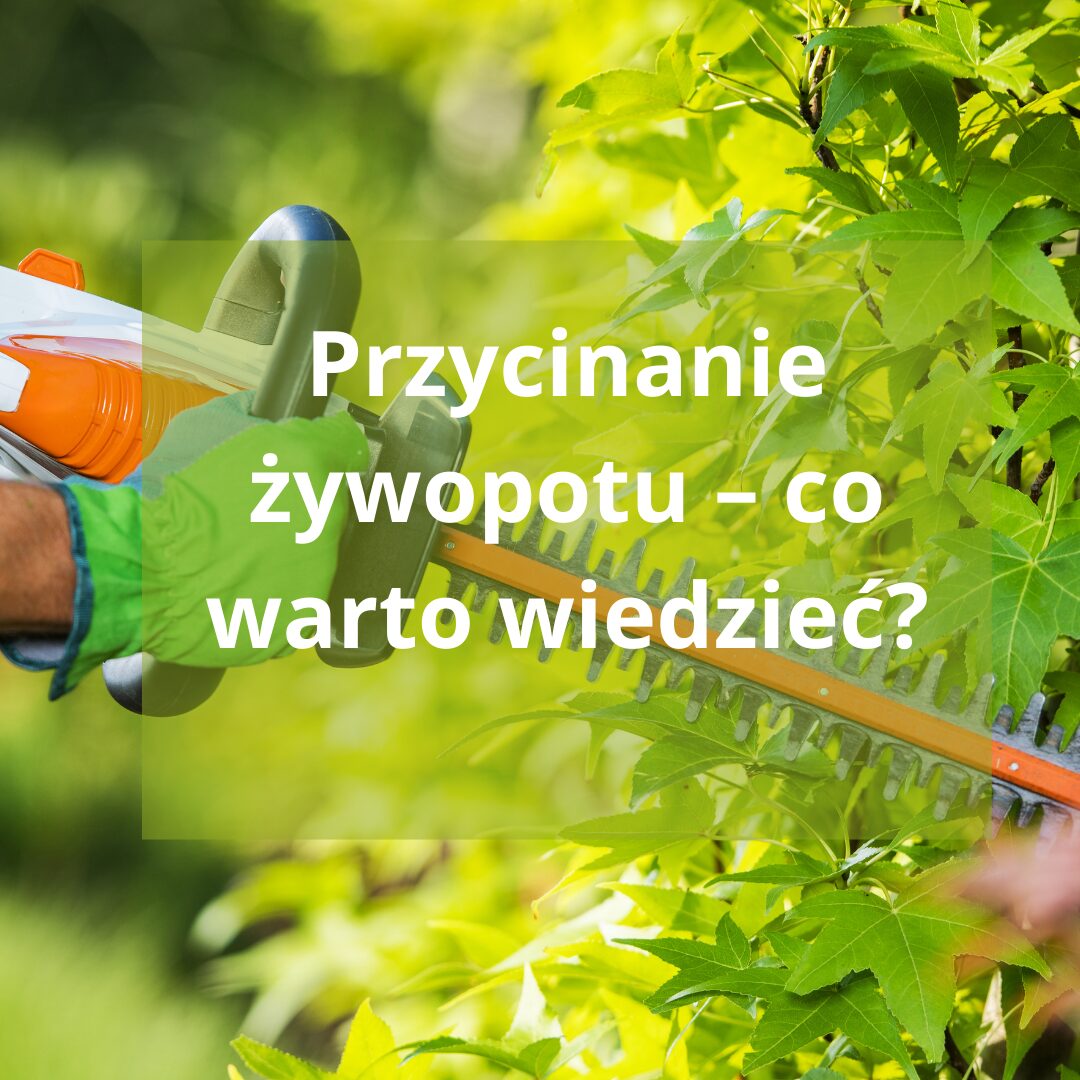 Jak i kiedy przycinać żywopłoty? Kompletny przewodnik po pielęgnacji