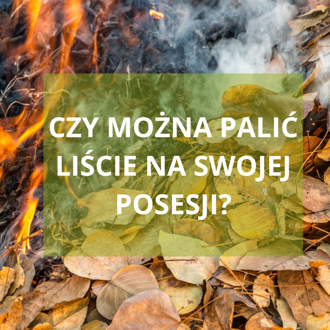 Palenie liści na własnej posesji – czy to legalne?