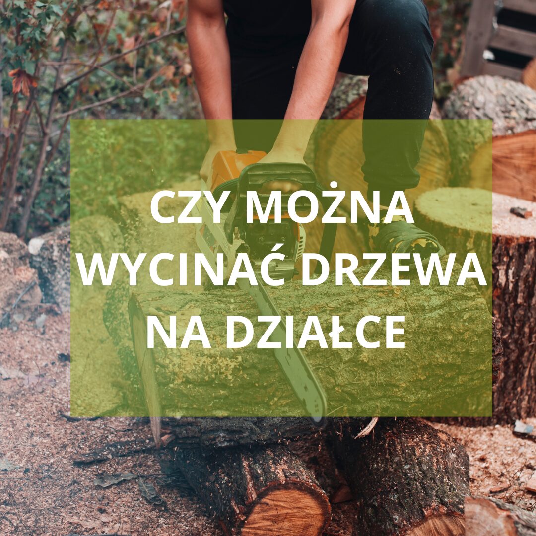 Wycinka drzewa na własnej działce – kiedy jest dozwolona?